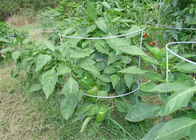 42 In 8 Guage Wire Dukungan Tomat Tanaman Untuk Taman